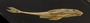 Loricaria gymnogaster lagoichthys 101 mmSL FMNH 42792 lateral
